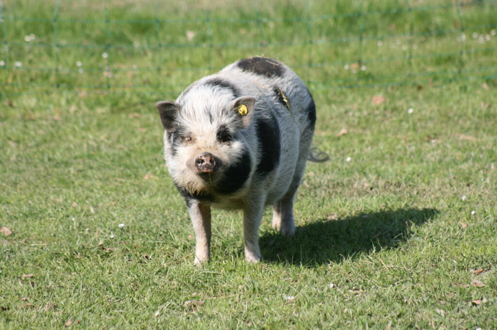 Photo cochon Poilu - Les Cabanes de Viré
